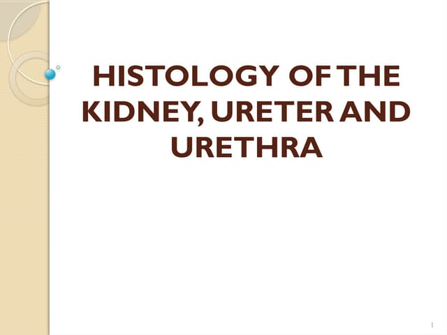 HISTOLOGY OF URINARY SYSTEM.pptx Histology Anatomy