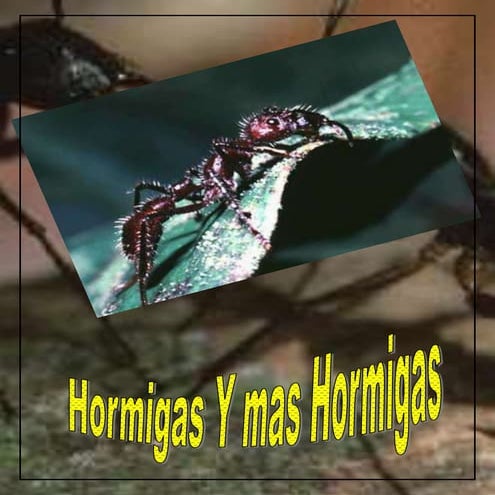 Hormigas
