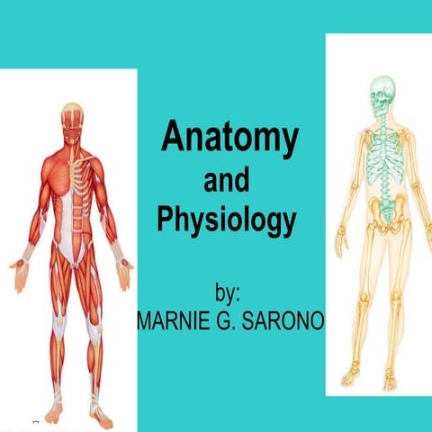 Human anatomy and physiology