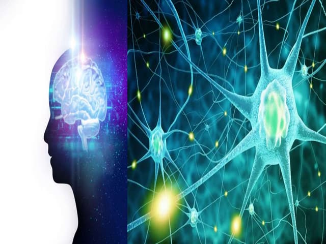 Human nervous system