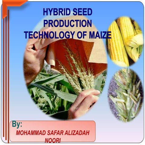 Hybrid Seed Production Technology of Maize