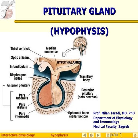 Hypophysis (Pituitary Gland)