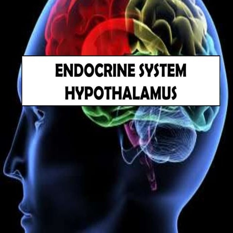 Hypothalamus