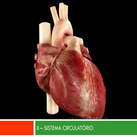 II - SISTEMA CIRCULATÓRIO
