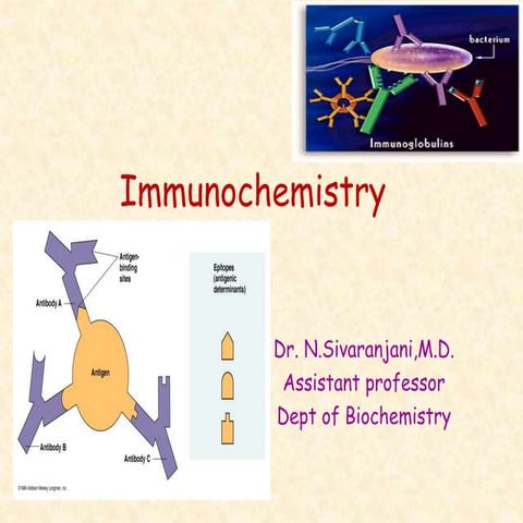 Immunoglobulins