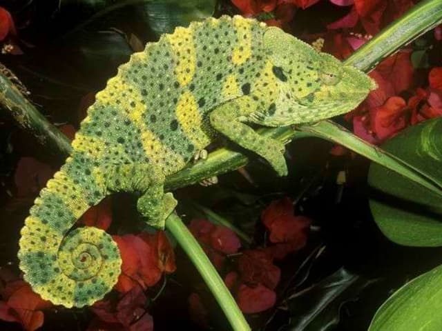 Importance Of Animals 