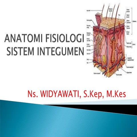 Sistem Integumen
