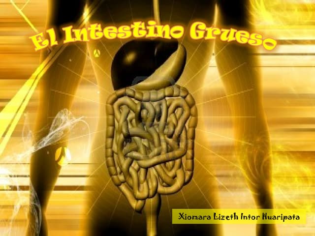 Intestino Grueso