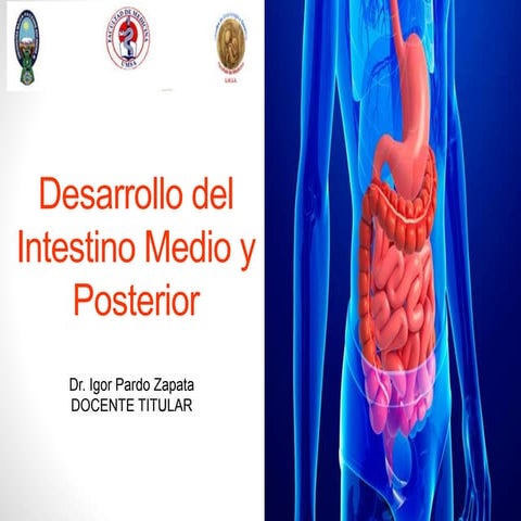 Desarrollo normal del Intestino  medio y caudal. 2018. Dr. Igor Pardo Zapata