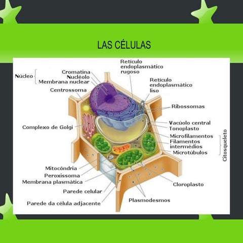 LA CÉLULA - ESTRUCTURA