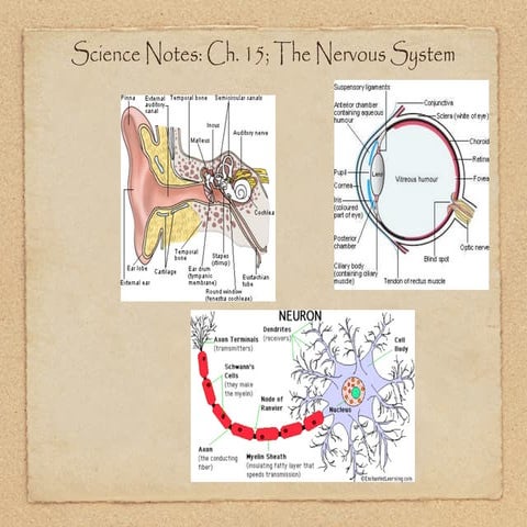 Keynote; ch. 15; the nervous system