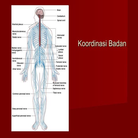 Koordinasi badan