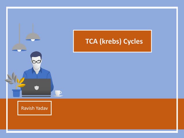 Krebs cycles or TCA cycles