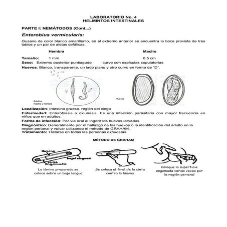 Lab #4 helmintos intestinales iii