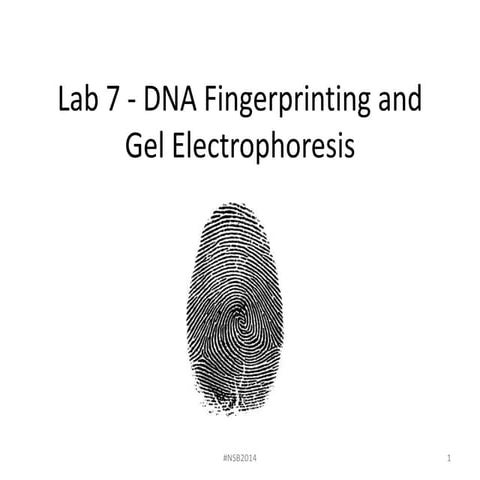 Lab 7   dna fingerprinting and gel electrophoresis fall 2014