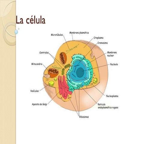 La celula power point
