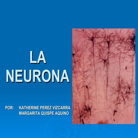 La neurona