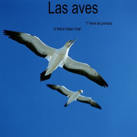 Las aves