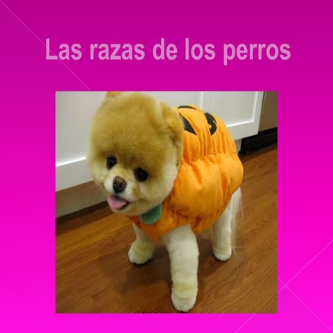 Las razas de perros