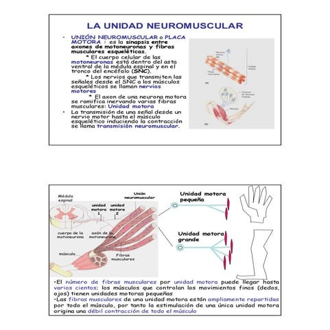 Launidadneuromuscular 110703131816-phpapp01