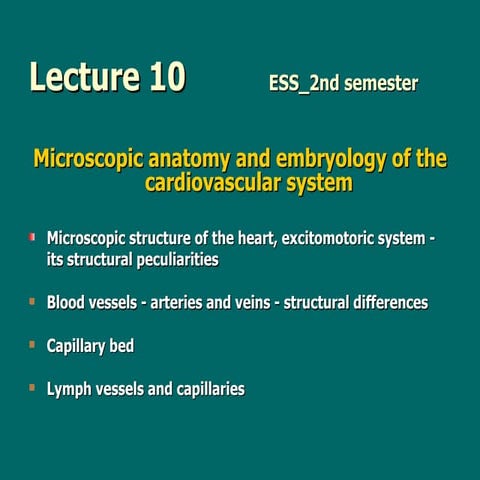 Lecture10   microscopic anatomy and embryology of the cardiovascular system