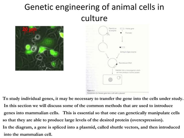 Lecture 8   genetic engineering of animal cells