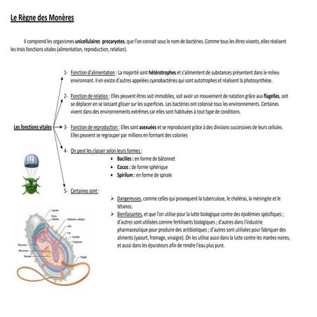 Les differents règnes