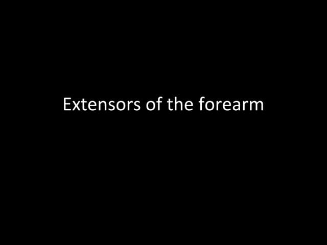 Slideshow: Forearm Extensors