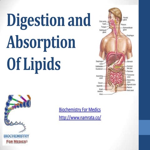 Digestion and Absorption of LIpids