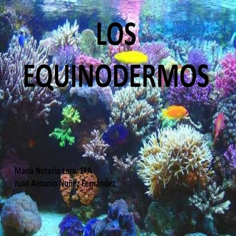 Los equinodermos