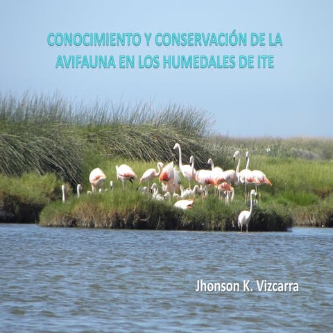 Conocimiento y conservación de la avifauna en los Humedales de Ite 