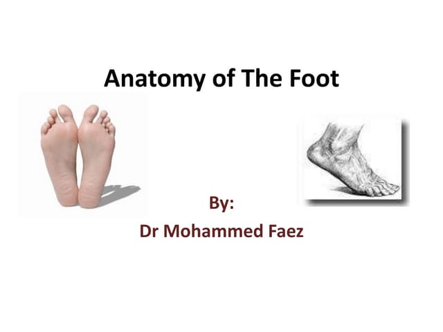 Lower Limb  Foot