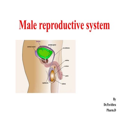 Male reproductive system slideshare.pptx