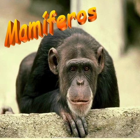 Mamiferos