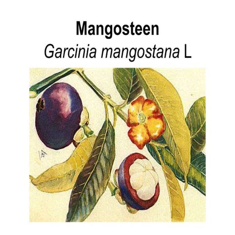 Mangosteen