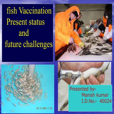vaccination in fish
