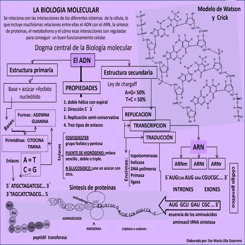 Mapa conceptual  adn