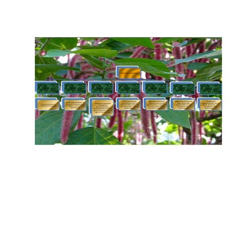 Mapa conceptual del proceso didactico