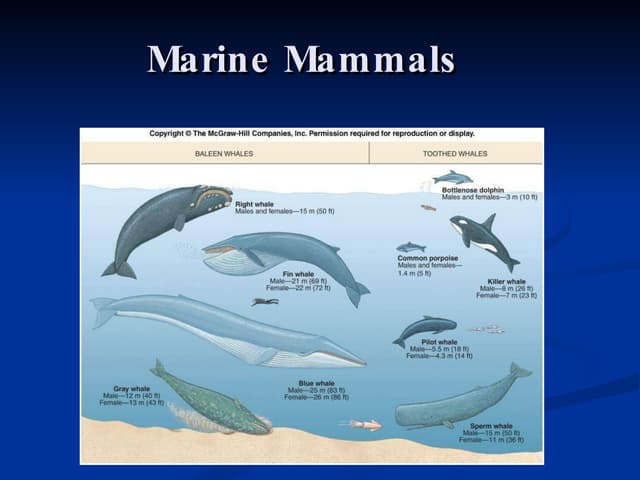 Marine Mammals