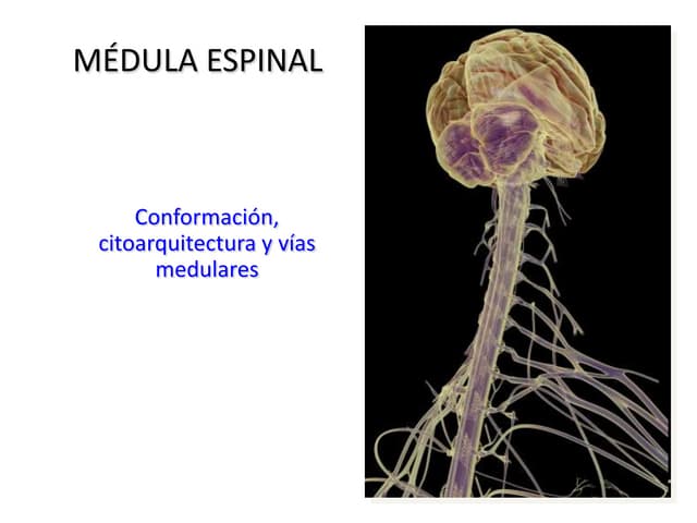 Médula espinal
