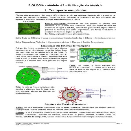 Módulo a3.1   transporte nas plantas