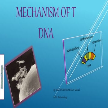 Mechanism of T-DNA to transfer genes into plants
