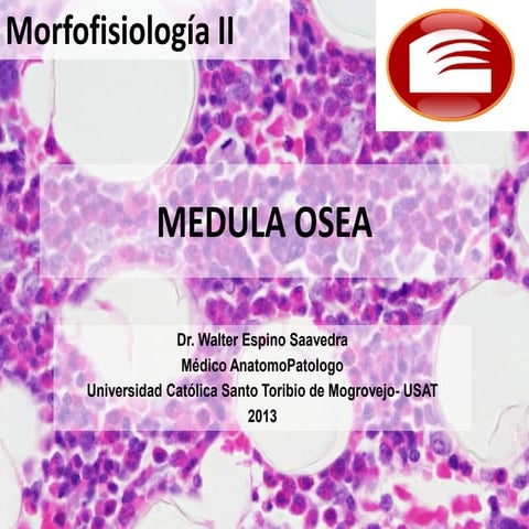 histologia de la Medula osea  usat