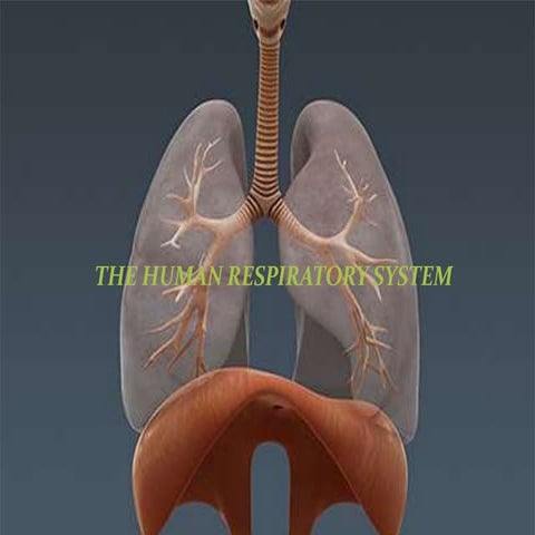 The human respiratory system
