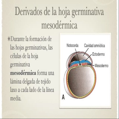 Mesodermo