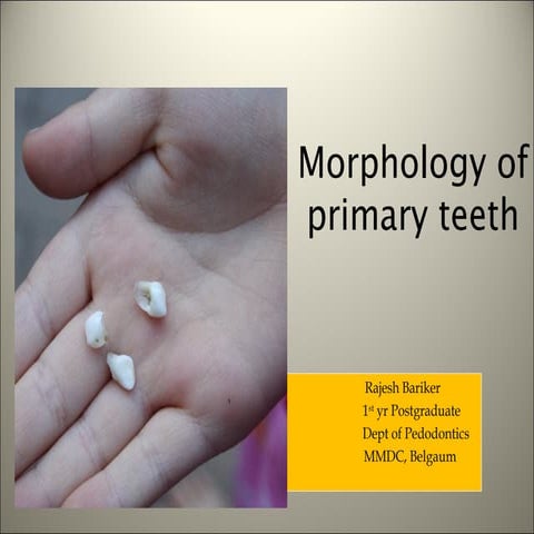 Morphology of tooth 