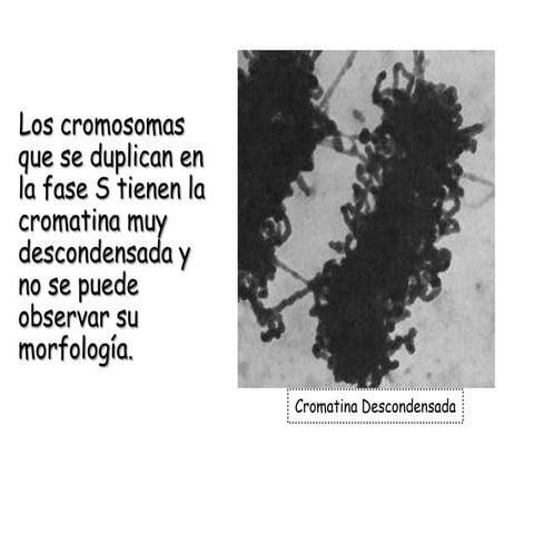 Multipicacion de cromosomas y mitosis