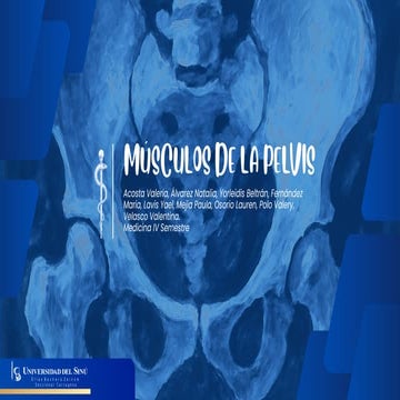 Musculos de la pelvis-anatomia-medicina .pdf