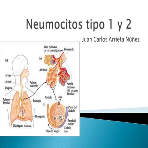 Neumocitos tipo 1 y 2