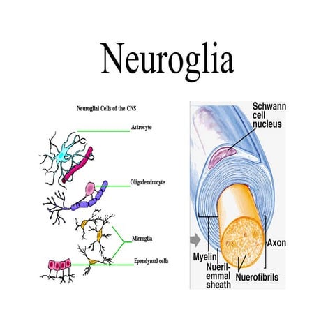 Neuroglia